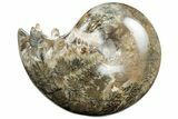 Polished Agatized Ammonite (Phylloceras?) Fossil - Madagascar #213772-1
